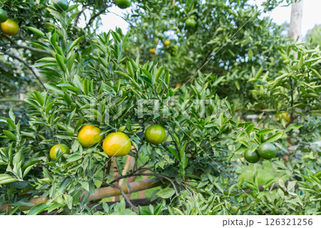 Business concept nature revolves around citrus orchard orange tree are growing, vibrant fruit organic lush leaves creating stunning background, green garden of thriving crop ripe laden with branches 126321256