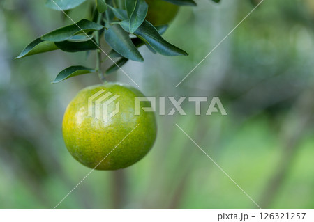 Business concept nature revolves around citrus orchard orange tree are growing, vibrant fruit organic lush leaves creating stunning background, green garden of thriving crop ripe laden with branches 126321257