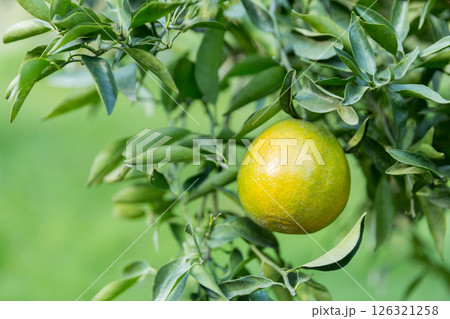 Business concept nature revolves around citrus orchard orange tree are growing, vibrant fruit organic lush leaves creating stunning background, green garden of thriving crop ripe laden with branches Business concept nature revolves around citrus orchard orange tree are growing, vibrant fruit organic lush leaves creating stunning background, green garden of thriving crop ripe laden with branches 126321258