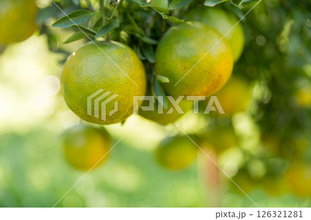 Business concept nature revolves around citrus orchard orange tree are growing, vibrant fruit organic lush leaves creating stunning background, green garden of thriving crop ripe laden with branches Business concept nature revolves around citrus orchard orange tree are growing, vibrant fruit organic lush leaves creating stunning background, green garden of thriving crop ripe laden with branches 126321281