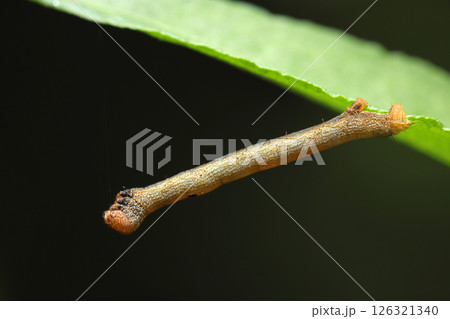 オレンジヘッドに背面の黒紋が特徴のヨモギエダシャク蛾幼虫(自然環境下ストロボマクロ撮影) オレンジヘッドに背面の黒紋が特徴のヨモギエダシャク蛾幼虫(自然環境下ストロボマクロ撮影) 126321340