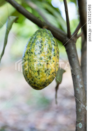 Cocoa tree with concept harvest agricultural business product fruit tree farm with green, yellow, orange, brown, red cocoa pod hanging on tree with ripe lush floor farmer Cocoa to Chocolate of people Cocoa tree with concept harvest agricultural business product fruit tree farm with green, yellow, orange, brown, red cocoa pod hanging on tree with ripe lush floor farmer Cocoa to Chocolate of people 126321498