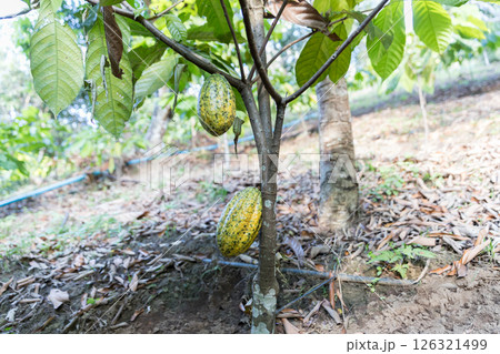 Cocoa tree with concept harvest agricultural business product fruit tree farm with green, yellow, orange, brown, red cocoa pod hanging on tree with ripe lush floor farmer Cocoa to Chocolate of people 126321499