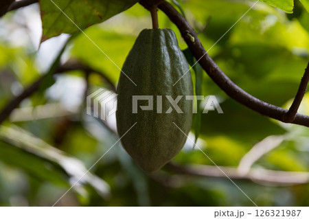 Cocoa tree with concept harvest agricultural business product fruit tree farm with green, yellow, orange, brown, red cocoa pod hanging on tree with ripe lush floor farmer Cocoa to Chocolate of people 126321987