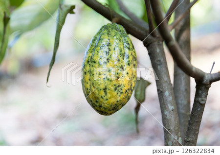 Cocoa tree with concept harvest agricultural business product fruit tree farm with green, yellow, orange, brown, red cocoa pod hanging on tree with ripe lush floor farmer Cocoa to Chocolate of people Cocoa tree with concept harvest agricultural business product fruit tree farm with green, yellow, orange, brown, red cocoa pod hanging on tree with ripe lush floor farmer Cocoa to Chocolate of people 126322834