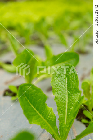 Smart farming techniques hydroponic salad vegetables red oak green lettuce ensuring fresh sustainable produce fresh produce sustainable agriculture promotes healthy eating support local community. 126322842