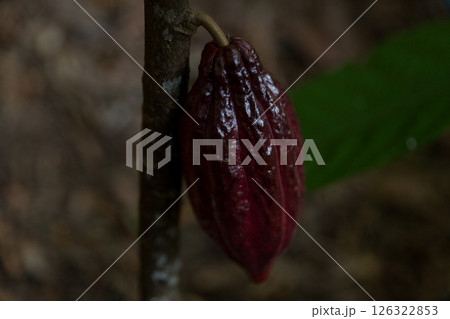 Cocoa tree with concept harvest agricultural business product fruit tree farm with green, yellow, orange, brown, red cocoa pod hanging on tree with ripe lush floor farmer Cocoa to Chocolate of people Cocoa tree with concept harvest agricultural business product fruit tree farm with green, yellow, orange, brown, red cocoa pod hanging on tree with ripe lush floor farmer Cocoa to Chocolate of people 126322853