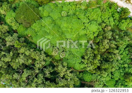 Top view green forest trees background, Beautiful green nature background Top view green forest trees background, Beautiful green nature background 126322953