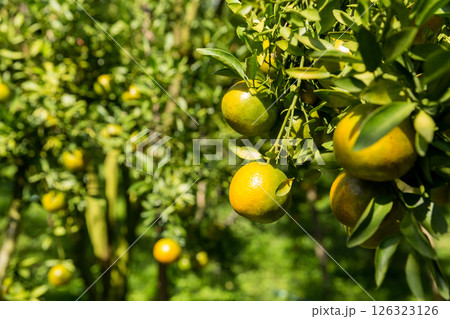 Business concept nature revolves around citrus orchard orange tree are growing, vibrant fruit organic lush leaves creating stunning background, green garden of thriving crop ripe laden with branches Business concept nature revolves around citrus orchard orange tree are growing, vibrant fruit organic lush leaves creating stunning background, green garden of thriving crop ripe laden with branches 126323126