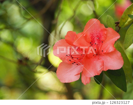 ケラマツツジの花 ケラマツツジの花 126323127