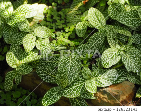 観葉植物 フィットニア 観葉植物 フィットニア 126323143