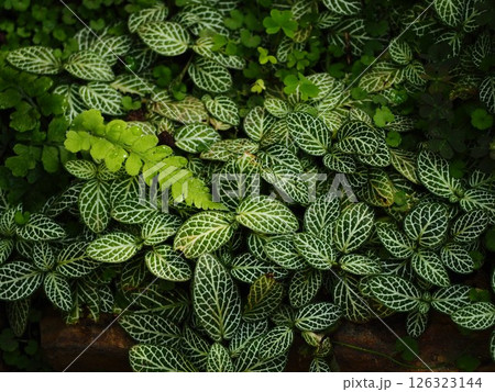 観葉植物　フィットニア 126323144