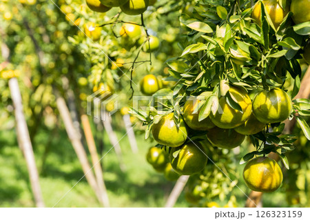 Business concept nature revolves around citrus orchard orange tree are growing, vibrant fruit organic lush leaves creating stunning background, green garden of thriving crop ripe laden with branches 126323159