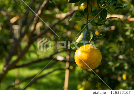 Business concept nature revolves around citrus orchard orange tree are growing, vibrant fruit organic lush leaves creating stunning background, green garden of thriving crop ripe laden with branches 126323167