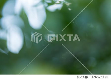 Business concept nature revolves around citrus orchard orange tree are growing, vibrant fruit organic lush leaves creating stunning background, green blur garden of thriving crop ripe laden branches Business concept nature revolves around citrus orchard orange tree are growing, vibrant fruit organic lush leaves creating stunning background, green blur garden of thriving crop ripe laden branches 126323170