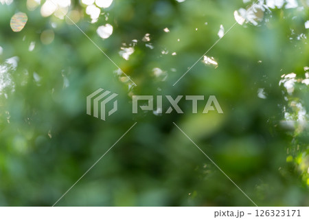 Business concept nature revolves around citrus orchard orange tree are growing, vibrant fruit organic lush leaves creating stunning background, green blur garden of thriving crop ripe laden branches Business concept nature revolves around citrus orchard orange tree are growing, vibrant fruit organic lush leaves creating stunning background, green blur garden of thriving crop ripe laden branches 126323171