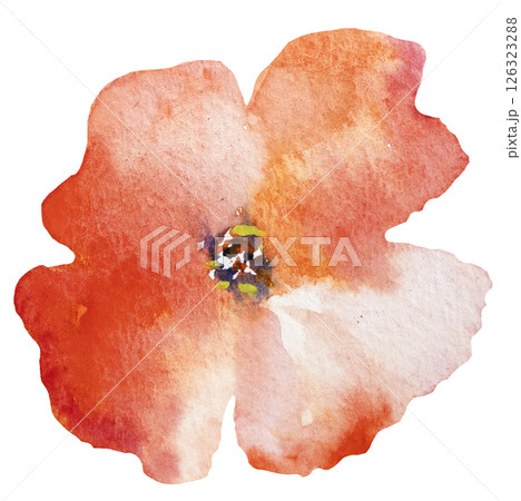 Watercolor red wild flower isolated illustration, floral wedding and greeting element 126323288
