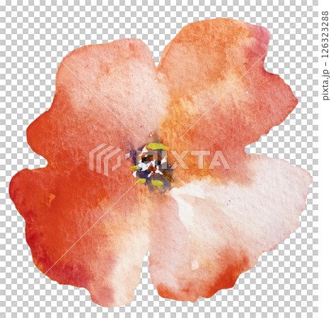 Watercolor red wild flower isolated illustration, floral wedding and greeting element 126323288
