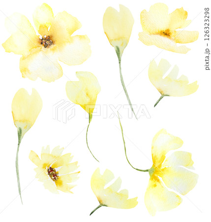 Watercolor yellow wild flowers isolated illustration, floral wedding and greeting element Watercolor yellow wild flowers isolated illustration, floral wedding and greeting element 126323298