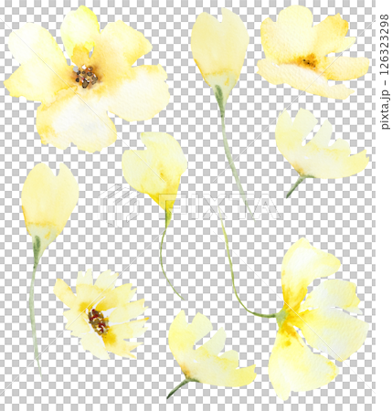 Watercolor yellow wild flowers isolated illustration, floral wedding and greeting element Watercolor yellow wild flowers isolated illustration, floral wedding and greeting element 126323298