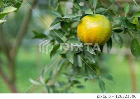 Business concept nature revolves around citrus orchard orange tree are growing, vibrant fruit organic lush leaves creating stunning background, green garden of thriving crop ripe laden with branches 126323306