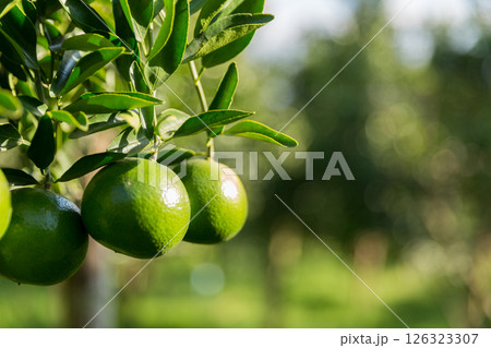 Business concept nature revolves around citrus orchard orange tree are growing, vibrant fruit organic lush leaves creating stunning background, green garden of thriving crop ripe laden with branches 126323307