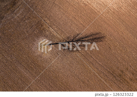 Top down aerial drone view of a dead tree with shadow in the middle of a field 126323322