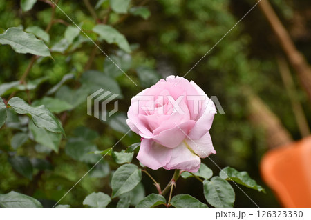 紫色の春のバラ 紫色の春のバラ 126323330