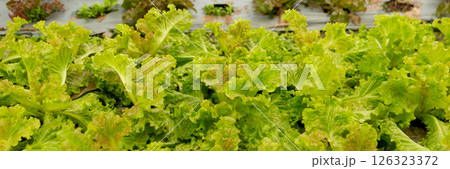 Smart farming techniques hydroponic salad vegetables red oak green lettuce ensuring fresh sustainable produce fresh produce sustainable agriculture promotes healthy eating support local community. 126323372