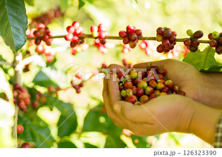 Close up hand harvest red ripe coffee seed robusta arabica berry harvesting coffee farm. Hand people harvest coffee bean ripe Red berries plant fresh seed coffee tree growth in green eco organic farm 126323390
