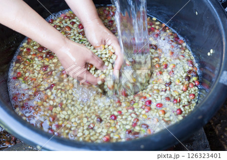 Close up hand harvest red ripe coffee seed robusta arabica berry harvesting coffee farm. Hand people harvest coffee bean ripe Red berries plant fresh seed coffee tree growth in green eco organic farm 126323401