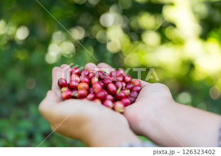 Close up hand harvest red ripe coffee seed robusta arabica berry harvesting coffee farm. Hand people harvest coffee bean ripe Red berries plant fresh seed coffee tree growth in green eco organic farm Close up hand harvest red ripe coffee seed robusta arabica berry harvesting coffee farm. Hand people harvest coffee bean ripe Red berries plant fresh seed coffee tree growth in green eco organic farm 126323402