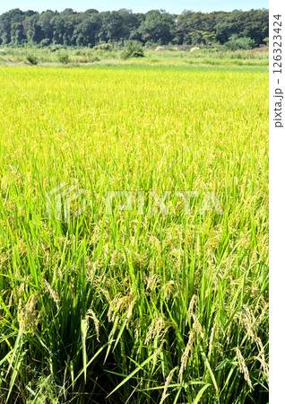 見沼田圃:稲穂 加田屋新田 見沼田圃:稲穂 加田屋新田 126323424