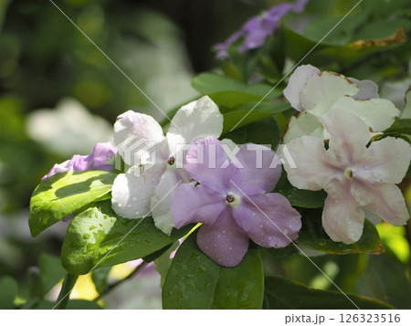 薄紫色の花 ニオイバンマツリ 薄紫色の花 ニオイバンマツリ 126323516