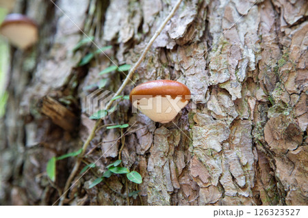 ヒトクチタケ(一口茸) ヒトクチタケ(一口茸) 126323527