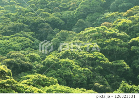 新緑のやんばる 沖縄県国頭村 新緑のやんばる 沖縄県国頭村 126323531