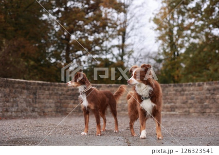Two dogs standing next to each other in a park Two dogs standing next to each other in a park 126323541