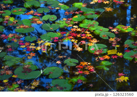 池に浮かぶ紅葉 池に浮かぶ紅葉 126323560
