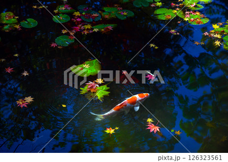 睡蓮の池で泳ぐ錦鯉 睡蓮の池で泳ぐ錦鯉 126323561