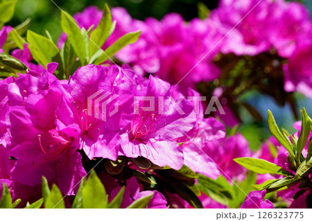 オオムラサキ　ツツジ 126323775