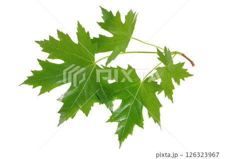 branch of silver maple leaf isolated on a white background. Top view. Flat lay 126323967