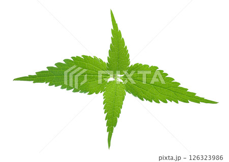Nettle leaf isolated on white background. Top view. Flat lay Nettle leaf isolated on white background. Top view. Flat lay 126323986