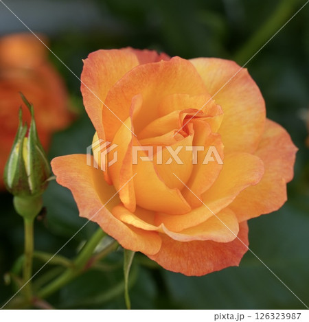 グラデーションが綺麗な黄色いバラ　アップ 126323987