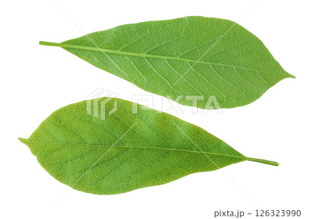 Magnolia leaf isolated on white background. Top view. Flat lay Magnolia leaf isolated on white background. Top view. Flat lay 126323990