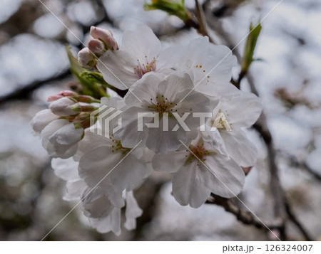 可憐な桜 可憐な桜 126324007
