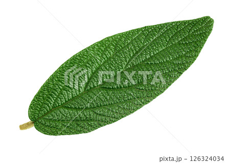 viburnum rhytidophyllum green leaf isolated on white background. Srub or bush for gargen decoration. Top view. Flat lay 126324034
