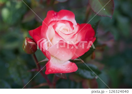 ノスタルジー　赤と白のバラ 126324040