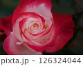 ノスタルジー　赤と白のバラ 126324044