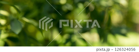 Business concept nature revolves around citrus orchard orange tree are growing, vibrant fruit organic lush leaves creating stunning banner background green garden of thriving crop ripe laden branches Business concept nature revolves around citrus orchard orange tree are growing, vibrant fruit organic lush leaves creating stunning banner background green garden of thriving crop ripe laden branches 126324056