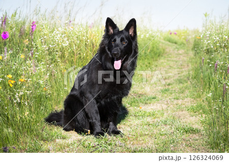 black german shepherd in nature black german shepherd in nature 126324069